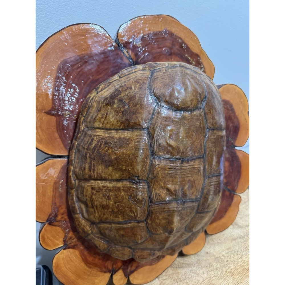 Antique taxidermy Turtle Shell Mounted On A Custom Wood Art Piece